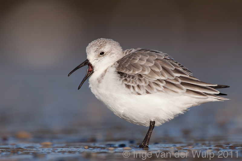 Sanderling - Drieteenstrandloper - Calidris alba