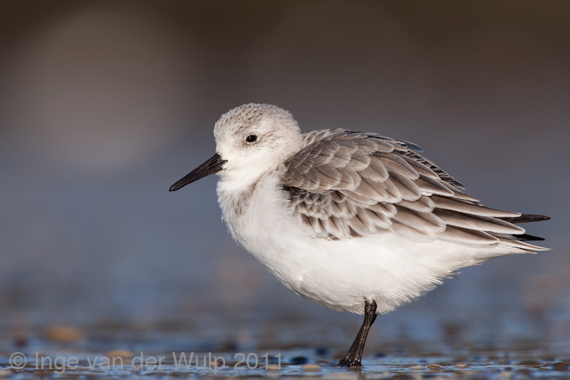 Sanderling - Drieteenstrandloper - Calidris alba