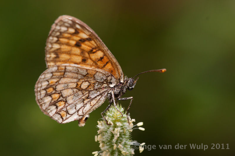 Bosparelmoer3