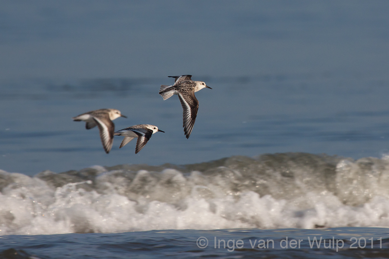 Sanderling - Drieteenstrandloper - Calidris alba