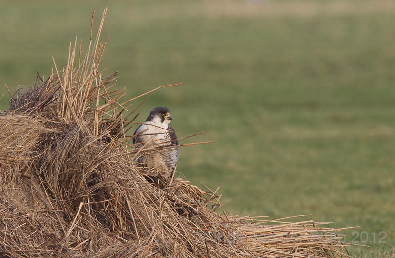 Peregine - Slechtvalk -  Falco peregrinus