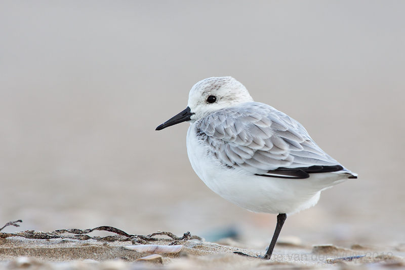 Sanderling - Drieteenstrandloper - Calidris alba