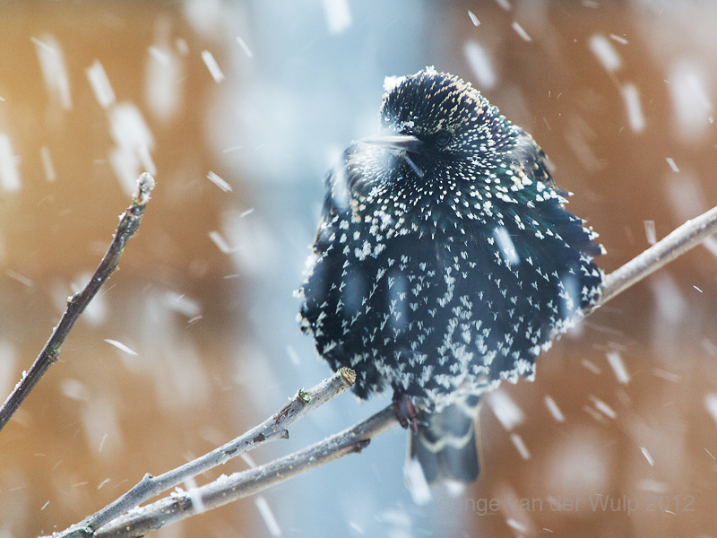 Starling - Spreeuw
