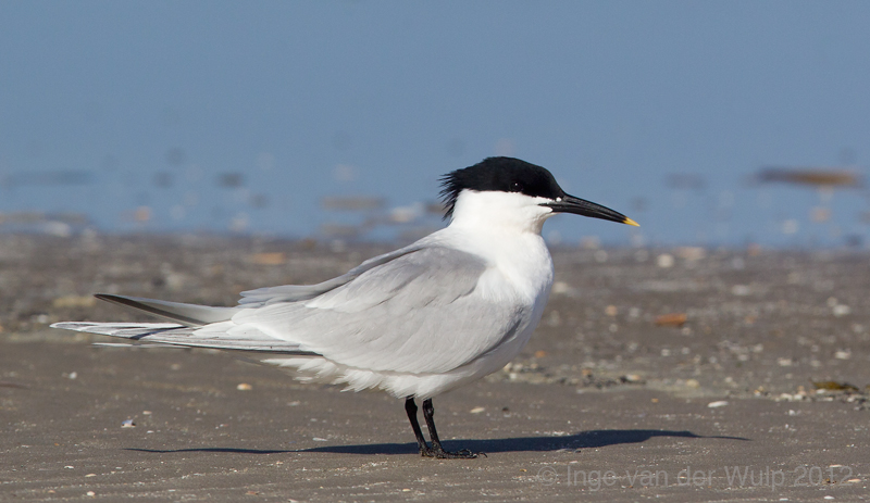 Sandwich tern - Grote stern - Sterna sandvicensis