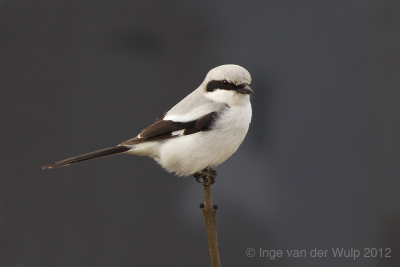 Great Grey Shrike - Klapekster - Lanius excubitor
