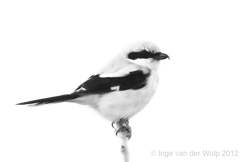 Great Grey Shrike - Klapekster - Lanius excubitor