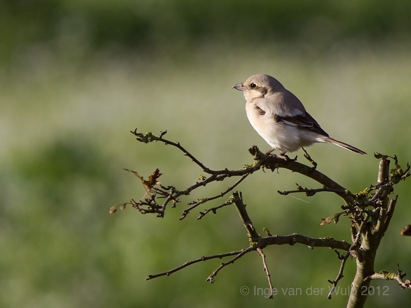 Steppe Grey Shrike - Steppeklapekster - Lanius pallidirostris  