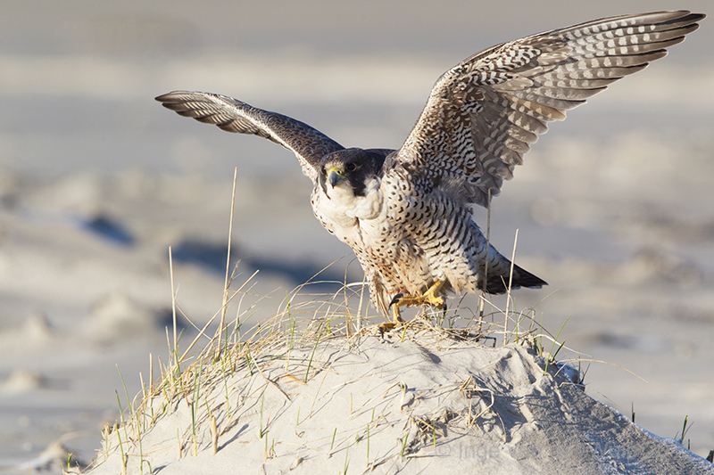 Slechtvalk - Peregrine Falcon - Falco peregrinus