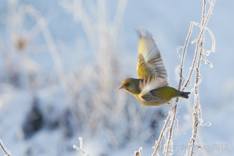 Groenling - Greenfinch - Chloris chloris