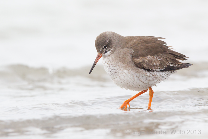 Tureluur - Common Redshank - Tringa totanus