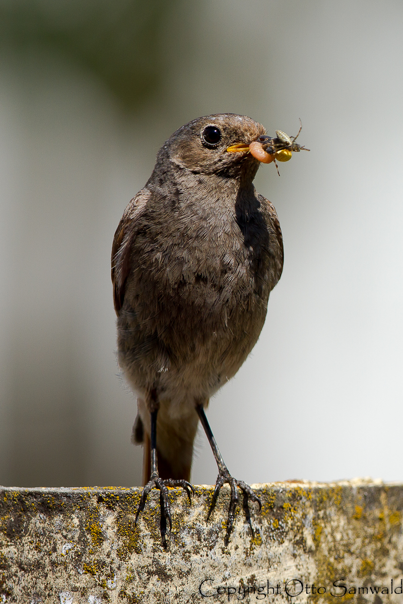 Black Redstart - Phoenicurus ochruros