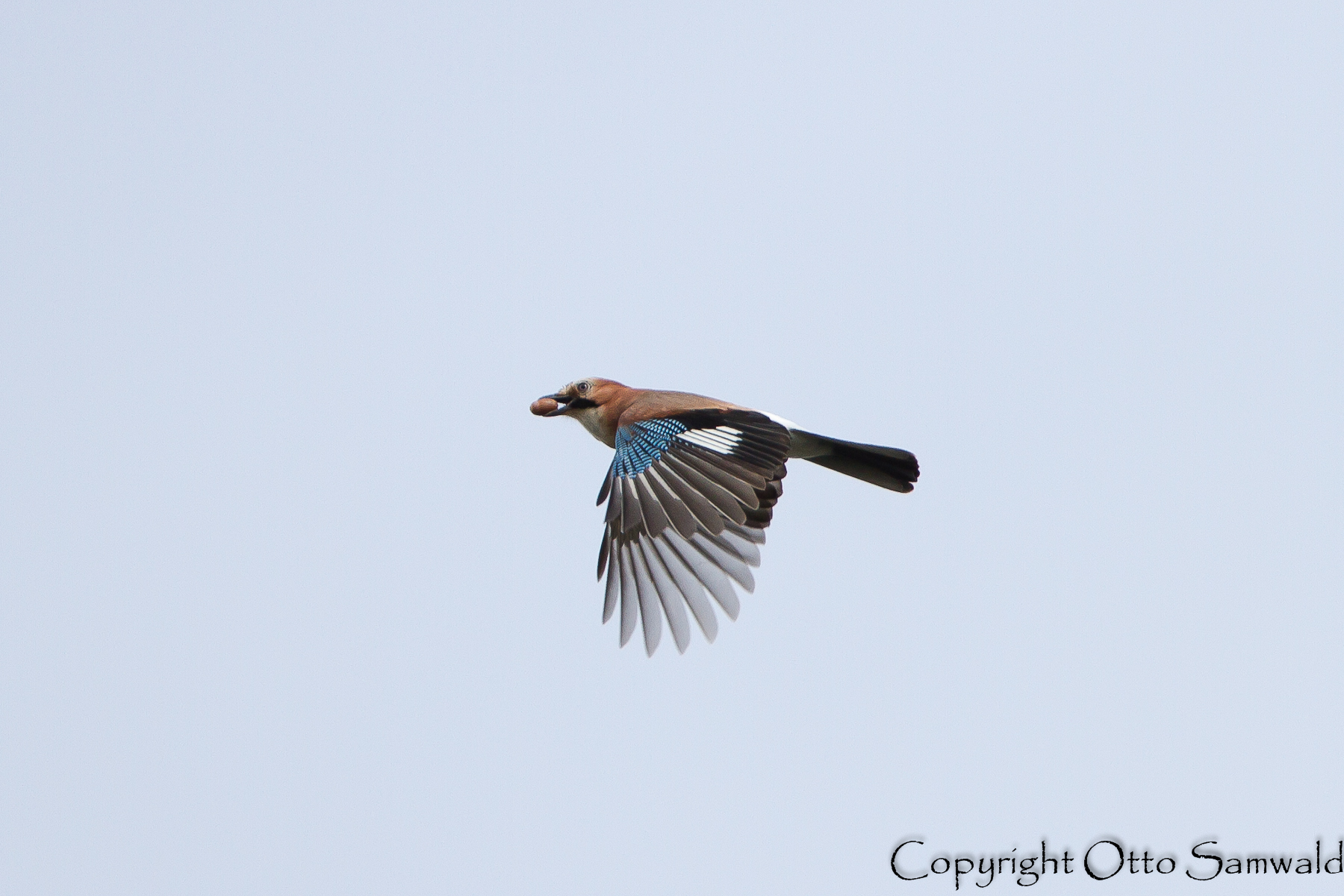 Eurasian Jay - Garrulus glandarius