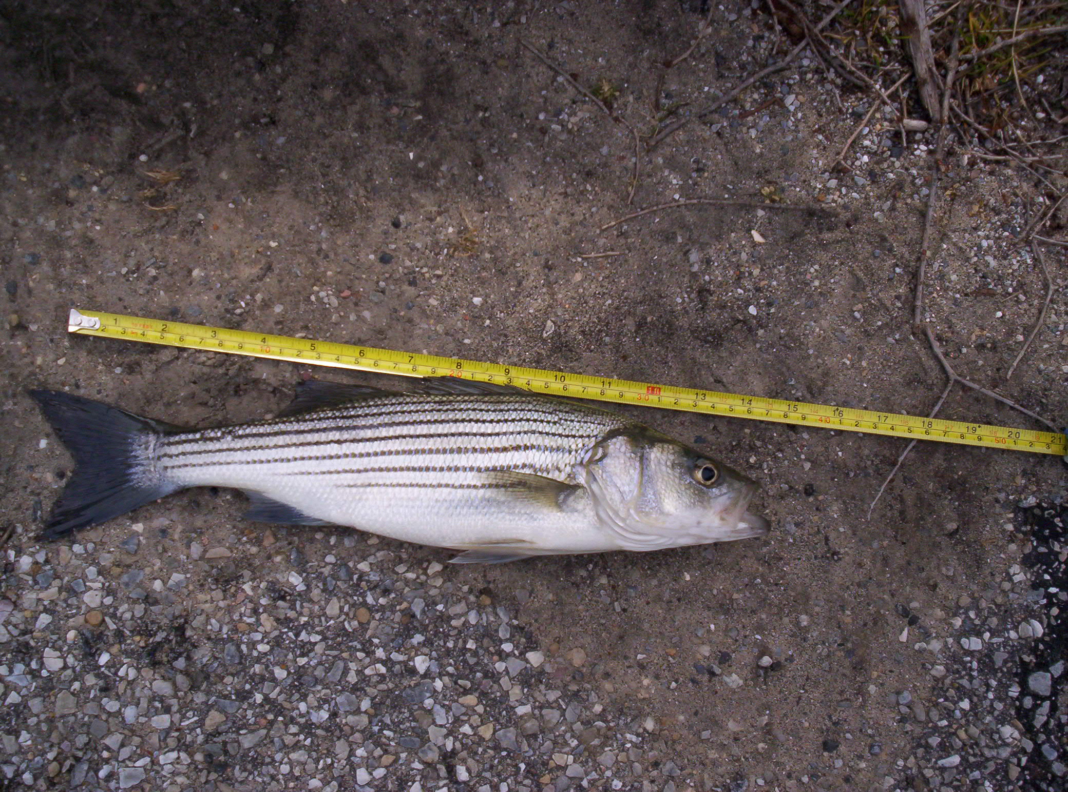 3/15/2007 - Jay Bunn - (Striper Released) Catching Stripers moving into small creeks to spawn