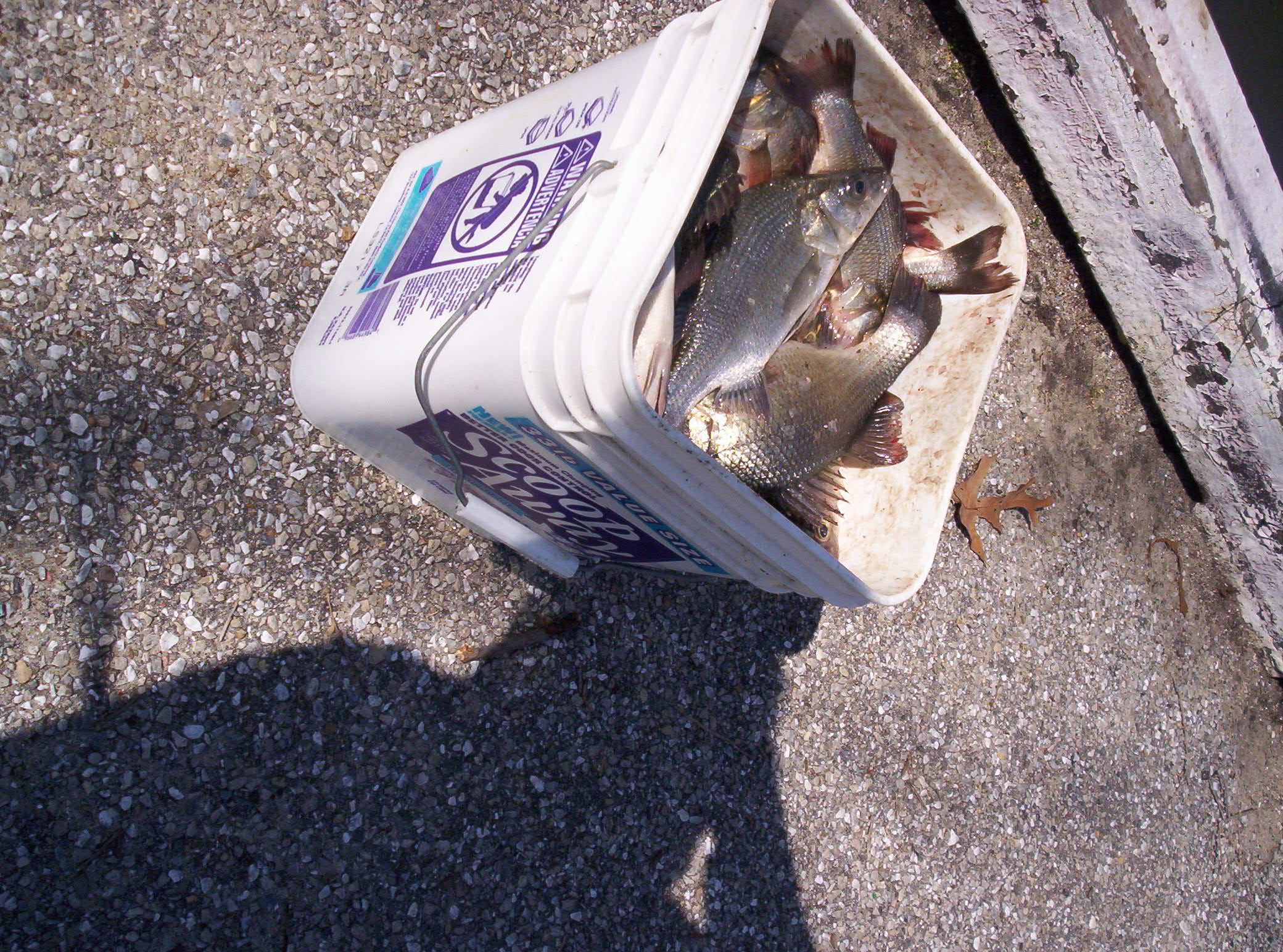 March  2007-  Nice bucket of  Fresh Perch for dinner!