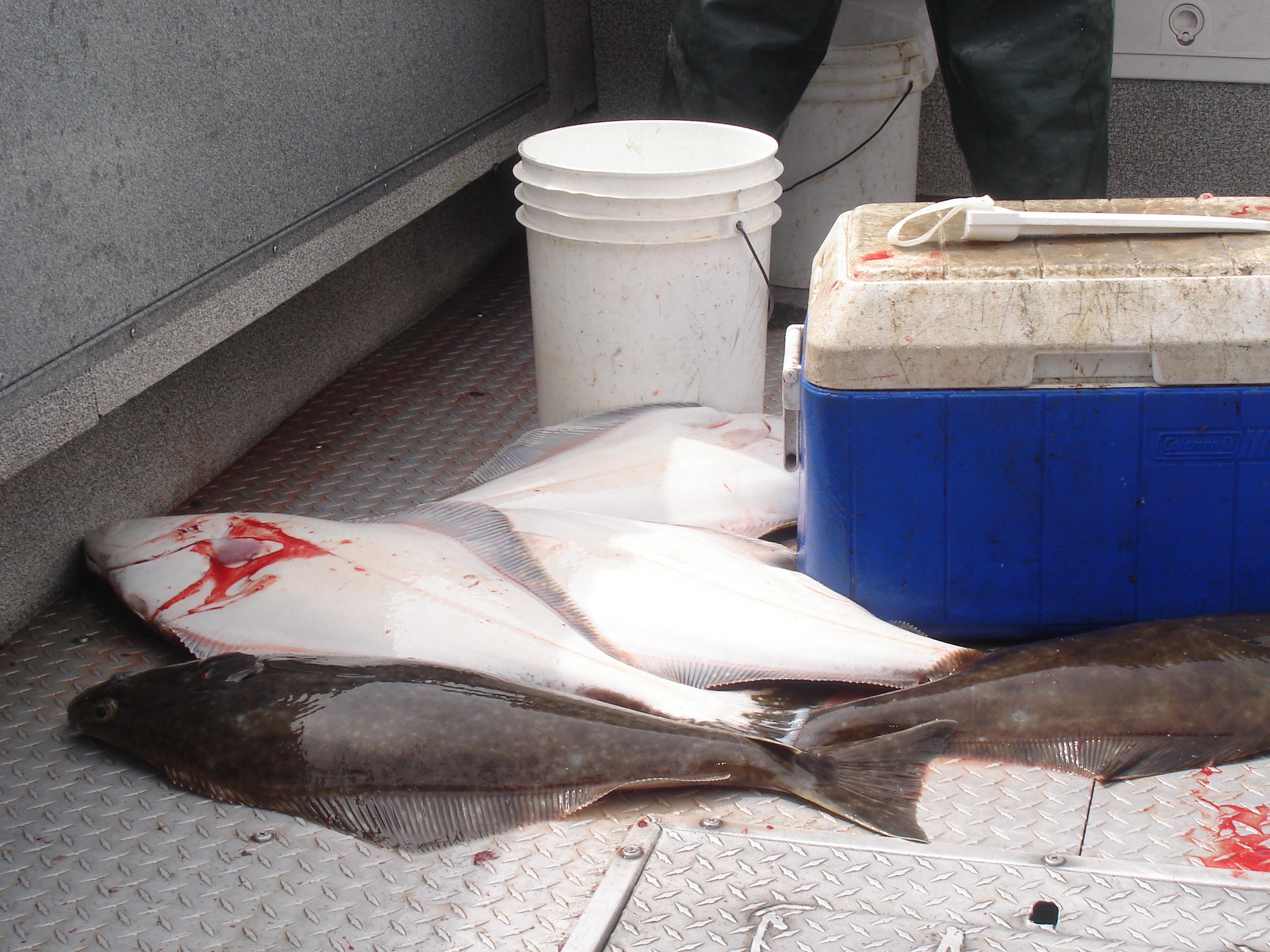 Ninilchek Halibut Fishing Charter