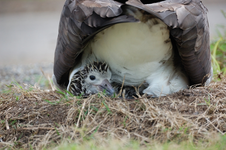 Very young chick.jpg