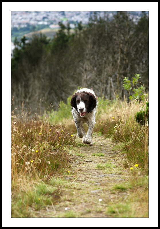 On the run