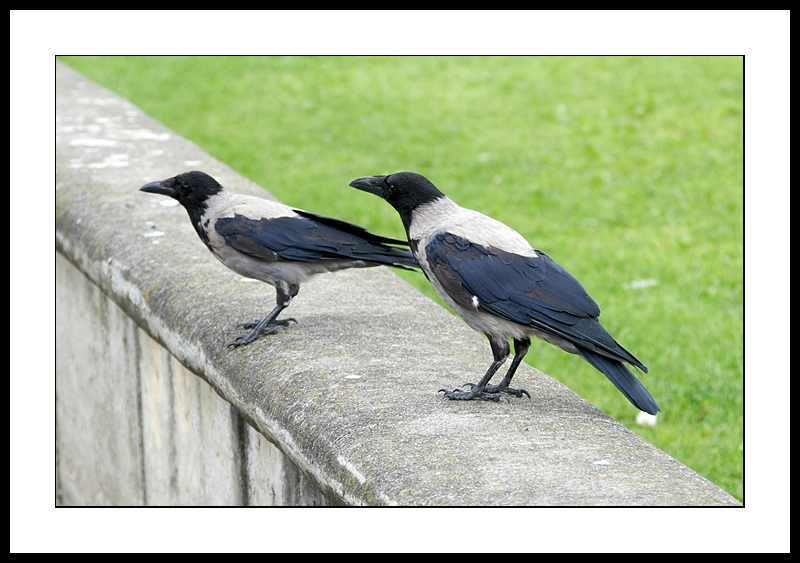 Hooded Crow