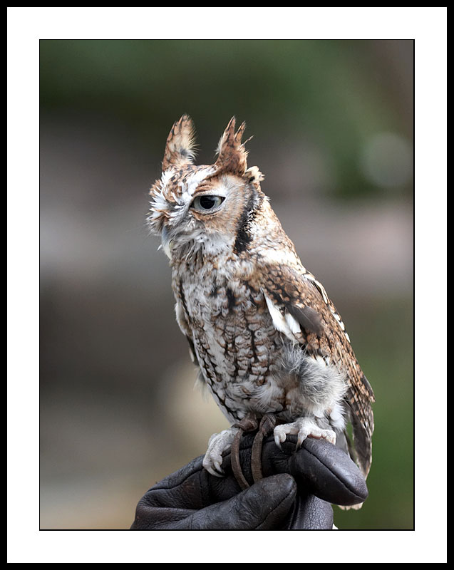 Screech owl
