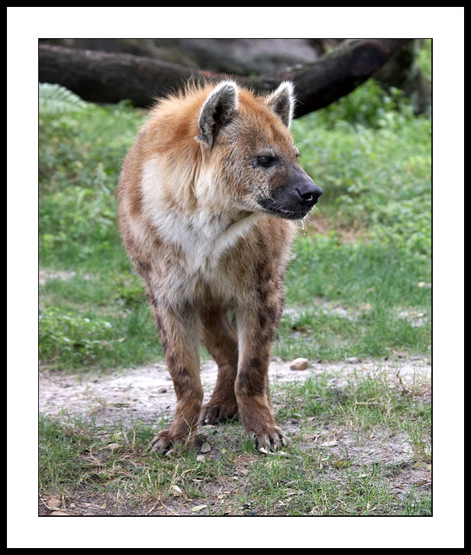Hyena