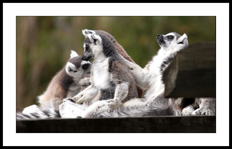 Lemurs