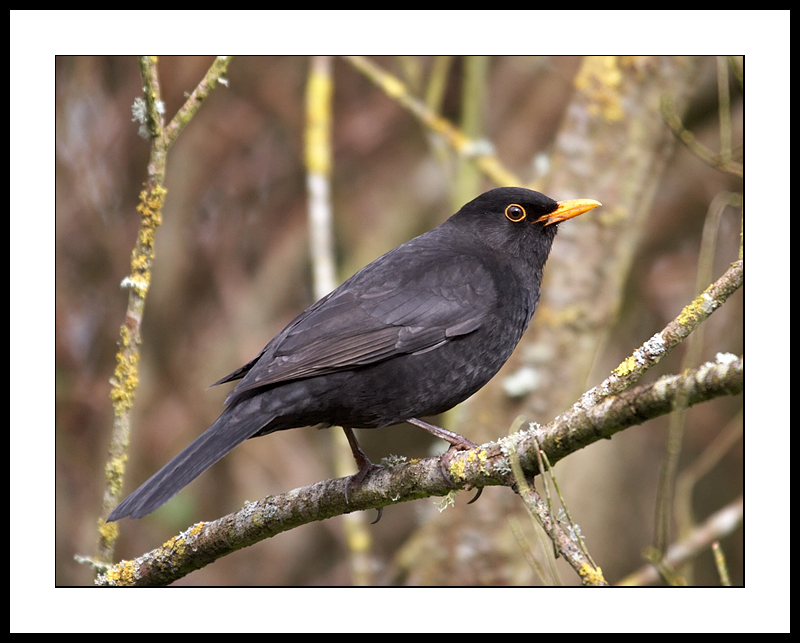 Blackbird