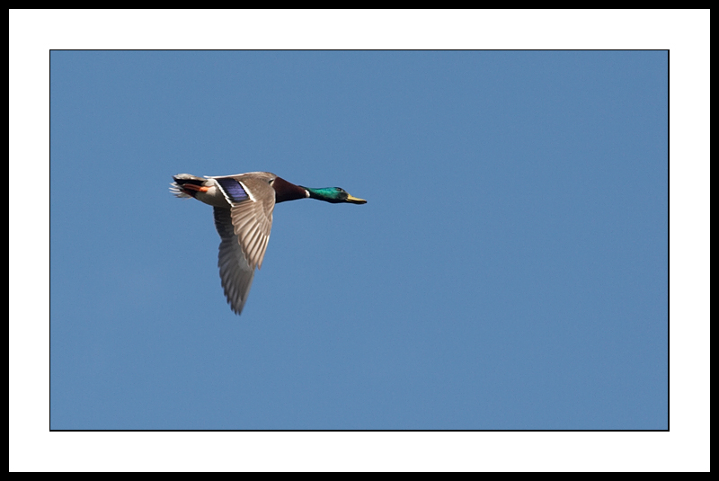 In flight