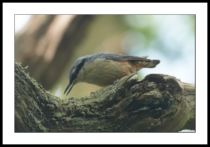 Nuthatch