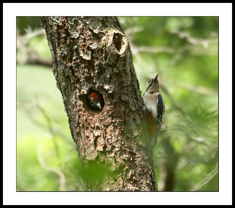 Great spotted woodpecker