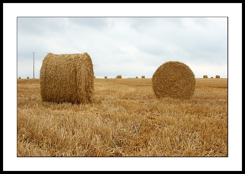 Hayfield
