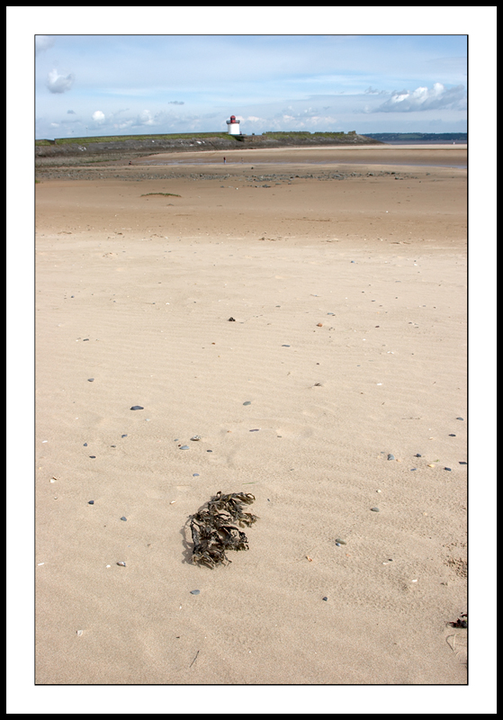 Seaweed and lighthouse