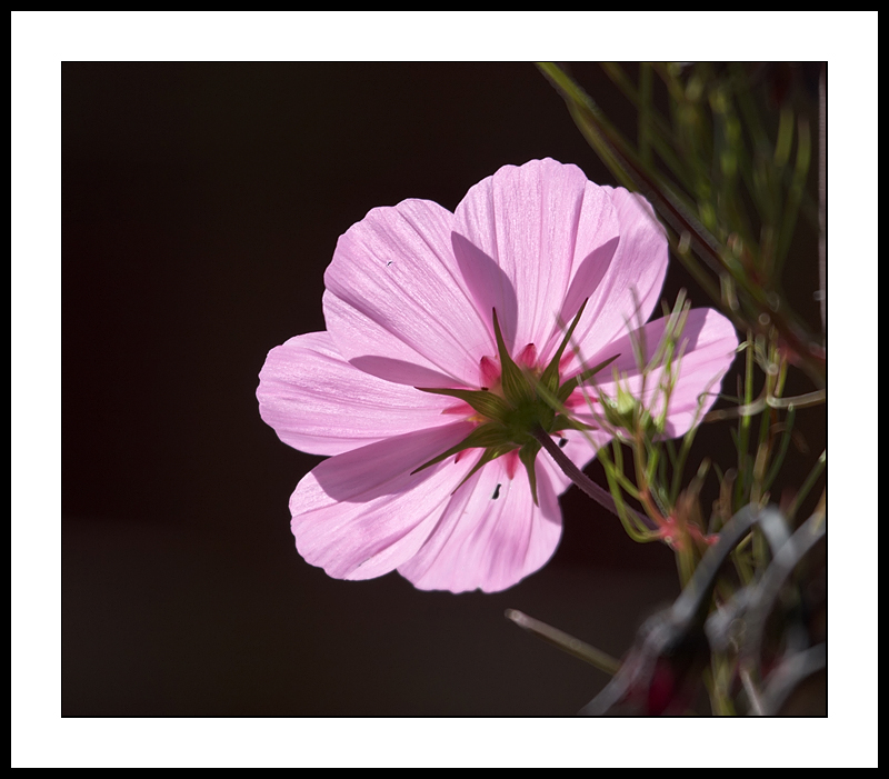 Cosmos backlit
