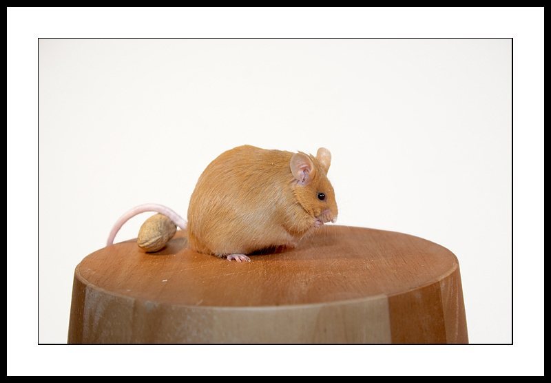 Mouse