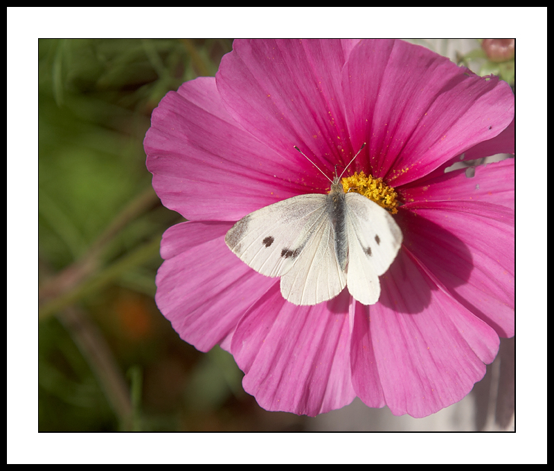 Butterfly on Cosmos flower