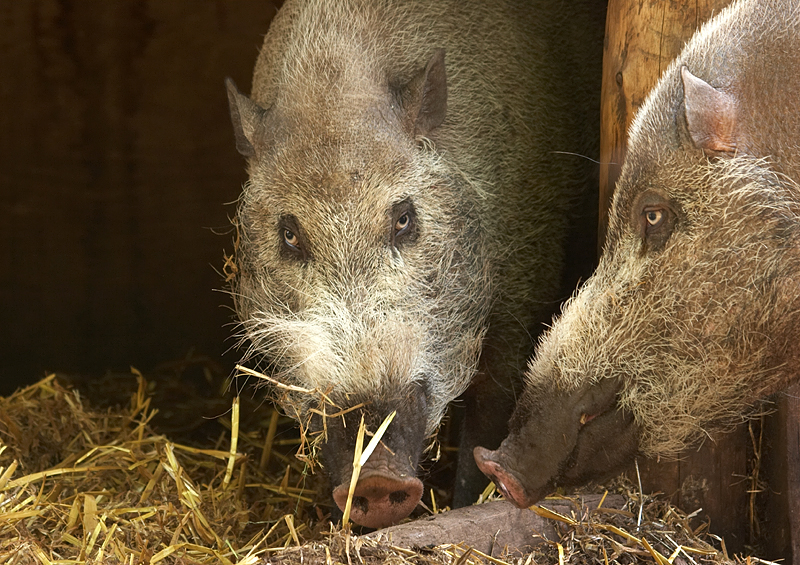Bearded pigs