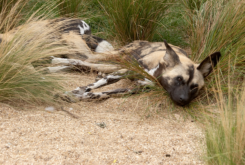 African hunting dog