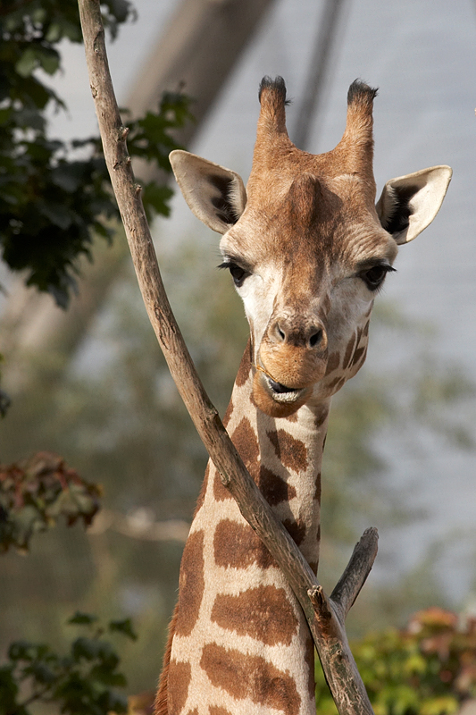 Giraffe