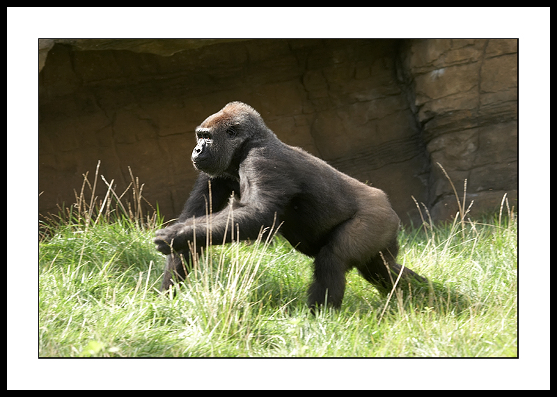 Running gorilla