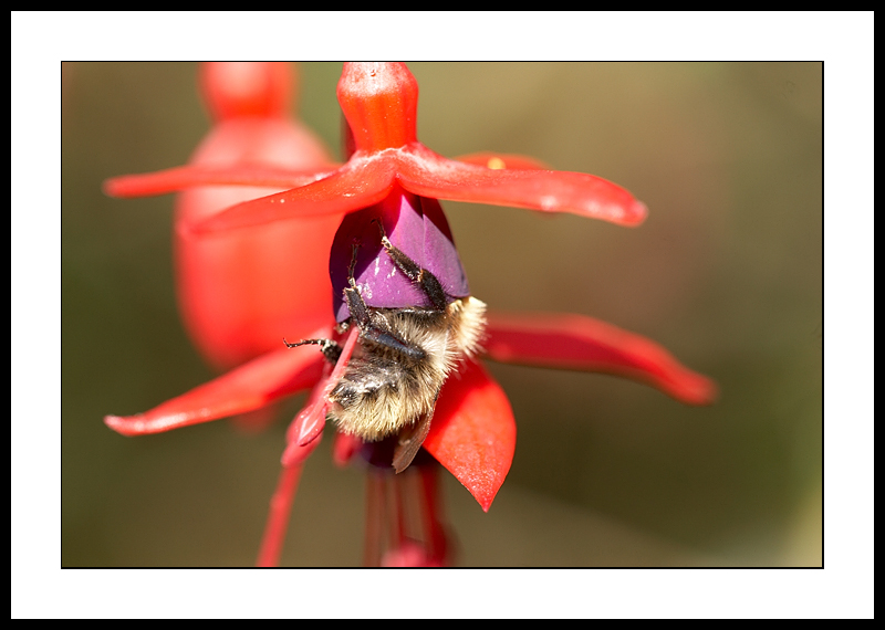Mmmm pollen!