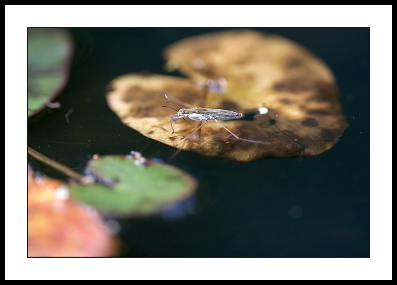 Pond skater