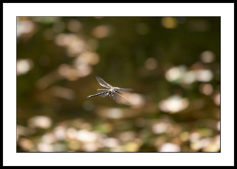 Dragonfly in flight