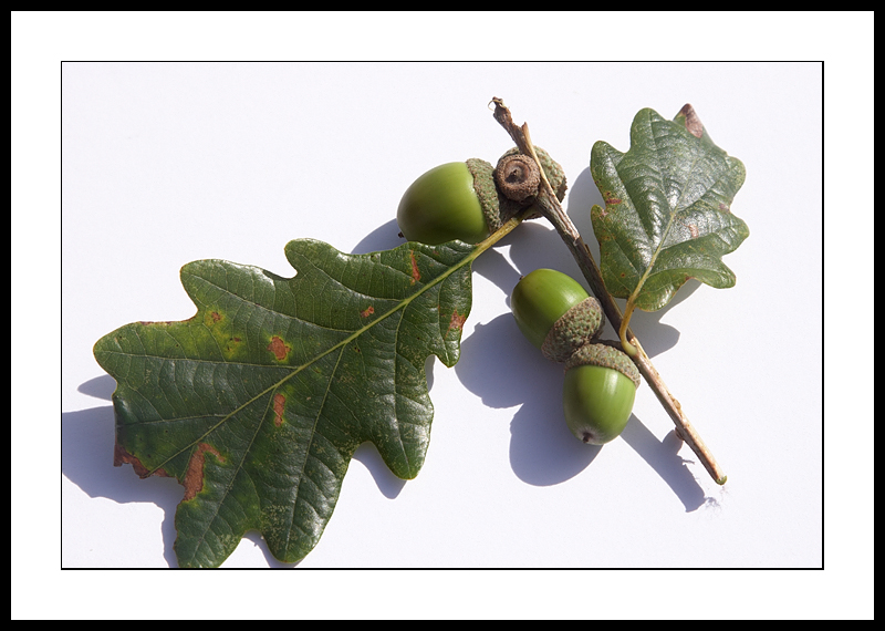 Oak tree twig