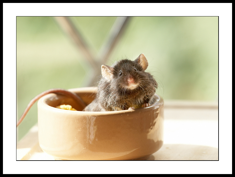 Black mouse