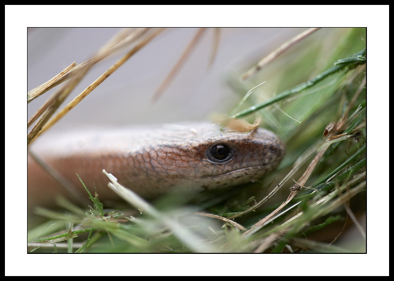 Slow worm