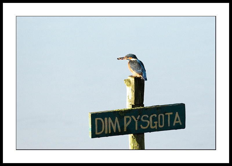 Kingfisher