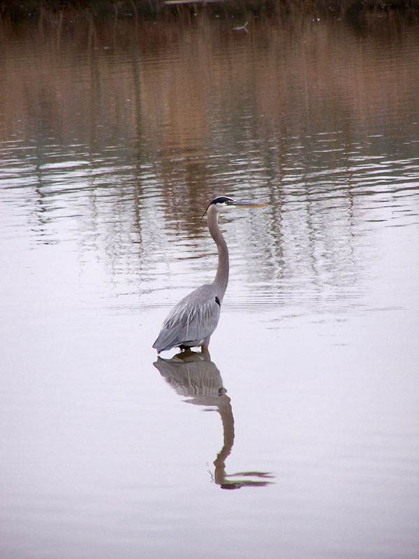 Heron