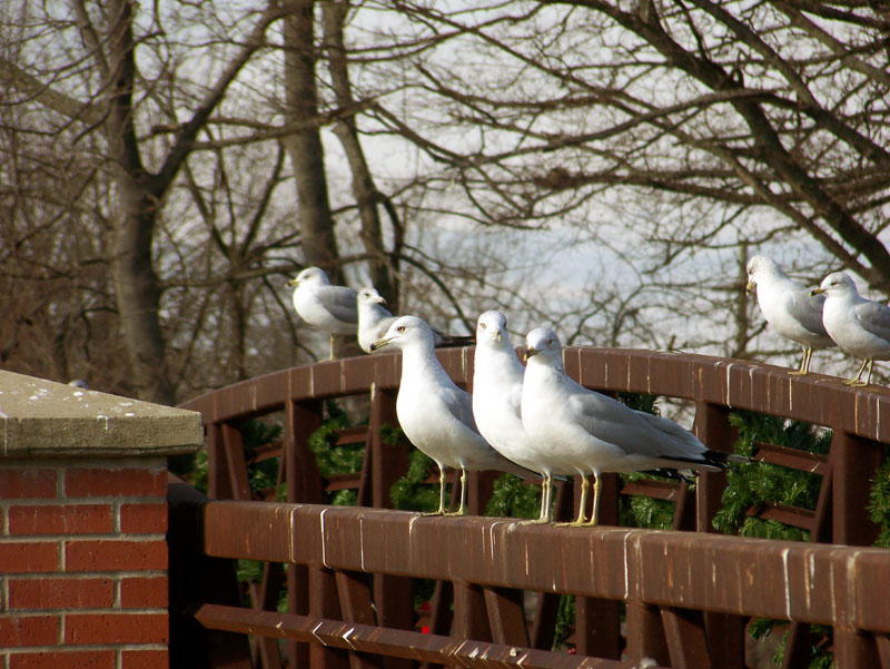 3 Gulls surveying the scenery