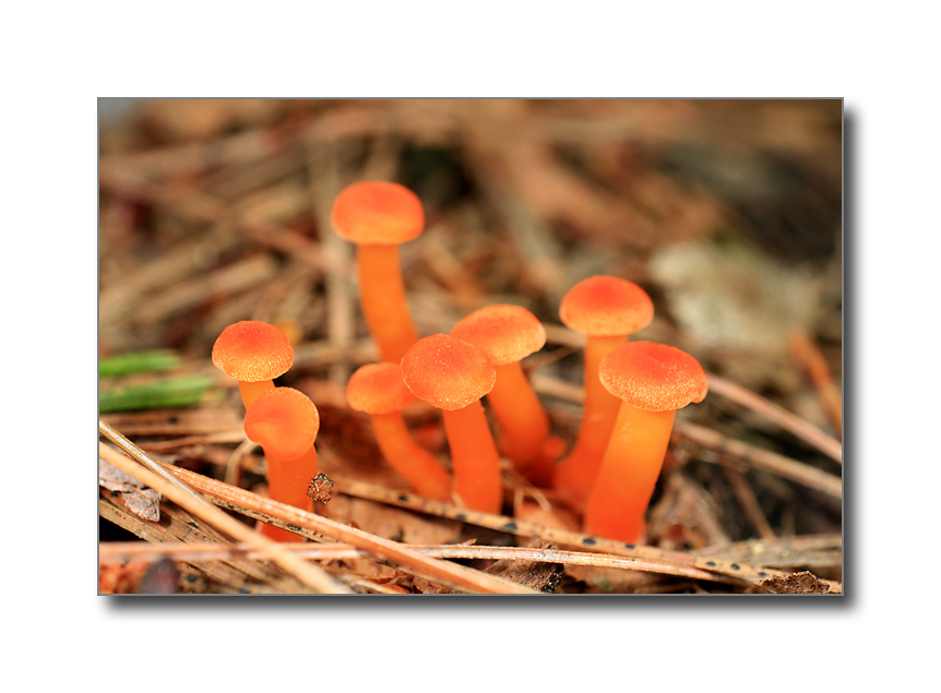 <b>Tiny Mushrooms</b><br><font size=2>Bedford, NH