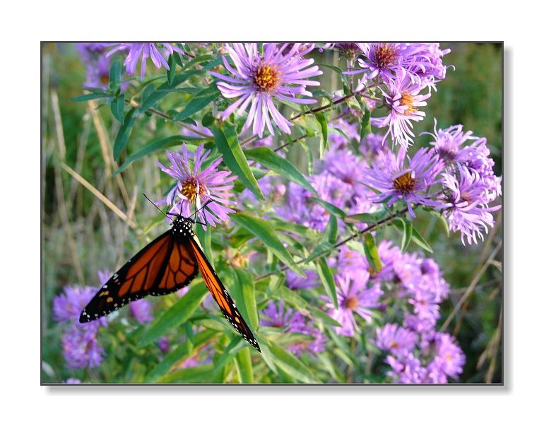 Butterfly & FlowersStoddard, NH