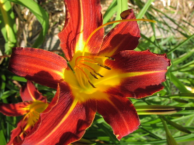 July23_2002 009.jpgdaylily.jpg